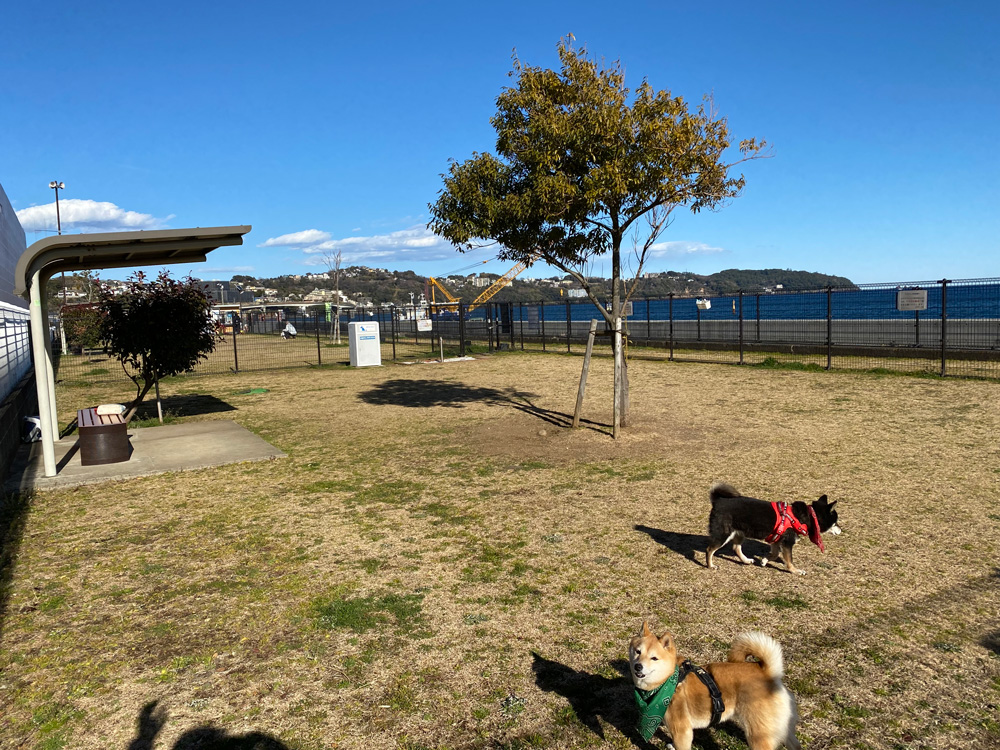 湯河原海浜公園ドッグラン